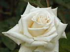 Realistic White Rose
